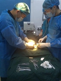 来福康宠物医院推出高端绝育优惠套餐 深圳猫,爱猫人的社区
