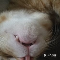 瑞派宠物医院(来福康院)