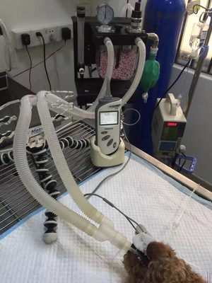 来福康宠物医院推出高端绝育优惠套餐 深圳猫,爱猫人的社区