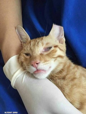 【深圳猫网流浪猫免费绝育指标使用情况公示】2015年11月 深圳猫,爱猫人的社区
